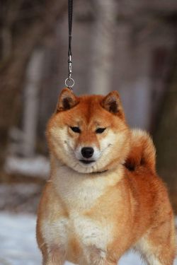 picture of dog