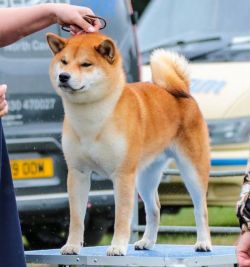 picture of dog