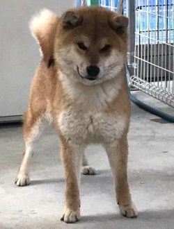 picture of dog