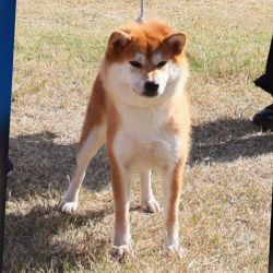 picture of dog