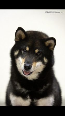 picture of dog