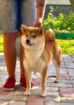 picture of dog