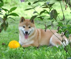 picture of dog