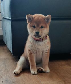 picture of dog