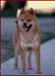 picture of dog