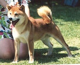 picture of dog