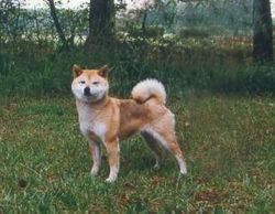 picture of dog