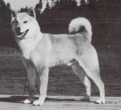 picture of dog