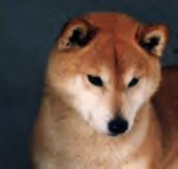 picture of dog