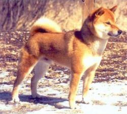 picture of dog