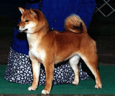picture of dog