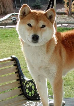 picture of dog