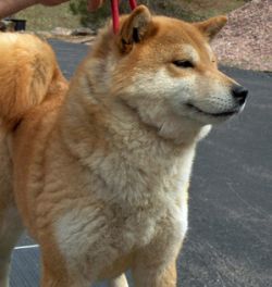 picture of dog