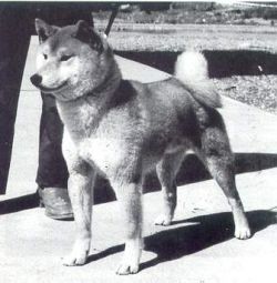 picture of dog