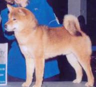 picture of dog