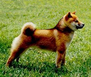 picture of dog