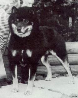 picture of dog