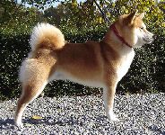 picture of dog