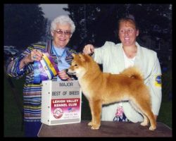 picture of dog