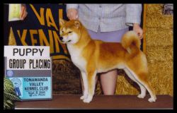 picture of dog