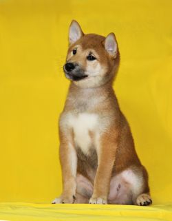picture of dog
