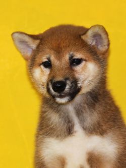 picture of dog
