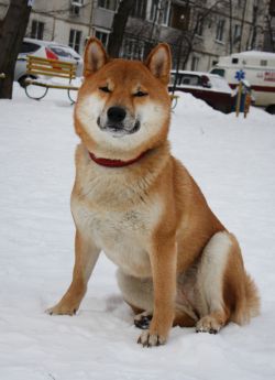 picture of dog