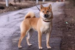 picture of dog