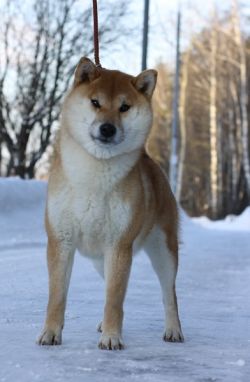 picture of dog