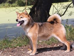 picture of dog