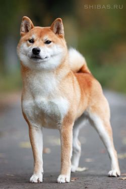 picture of dog