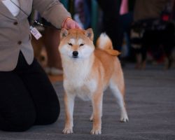 picture of dog