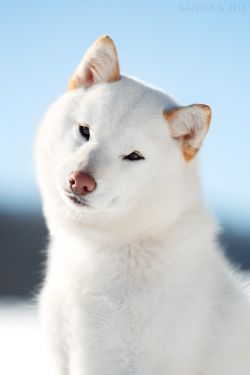 picture of dog