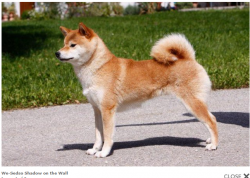picture of dog