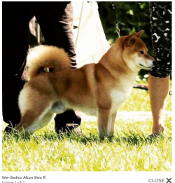 picture of dog