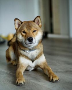 picture of dog