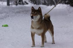 picture of dog