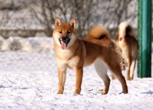 picture of dog