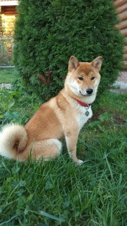 picture of dog
