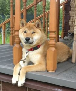 picture of dog