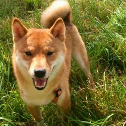picture of dog