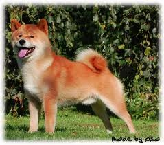 picture of dog