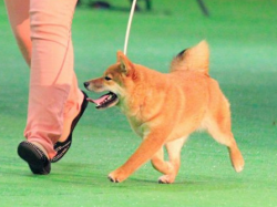 picture of dog