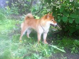 picture of dog