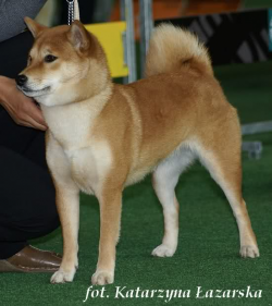 picture of dog