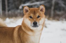 picture of dog
