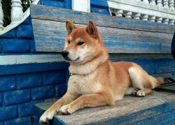 picture of dog