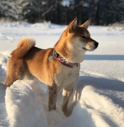 picture of dog