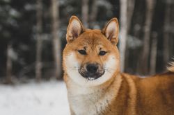 picture of dog