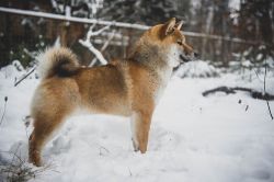 picture of dog